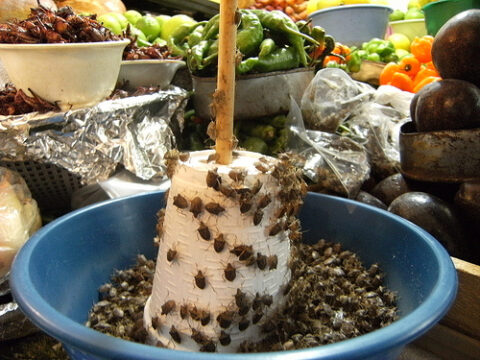 Jumiles: Discover the Unique Flavor of Edible Bugs in Mexican Cuisine ...